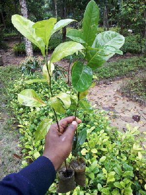 Lemon Plant