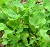 Fenugreek Leaves