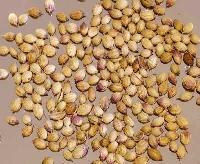 Coriander Seeds