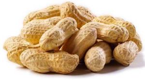 Groundnut