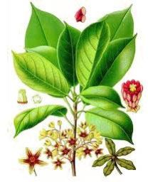 Medicinal Plants