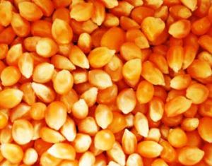 Maize Seeds