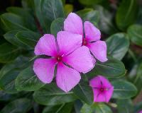 vinca rosea