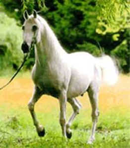 Arabian Horse