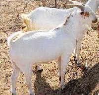 Barbari Buck Goat