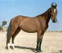 Marwari Horse