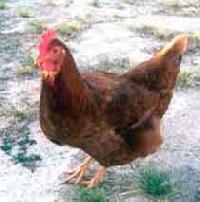 Rhode Island Red Chicken