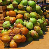 Tender Coconuts, Green Coconuts, Fresh Coconuts