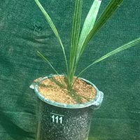 Tissue Culture DatePalm Plants