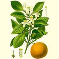 Neroli Oil