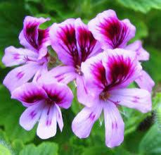 Rose Geranium Oil