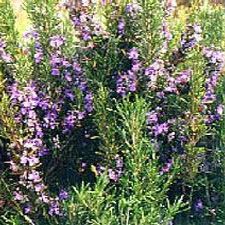 Rosemary Oil