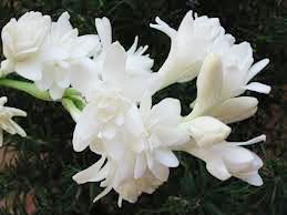 Tuberose Absolute Oil