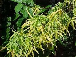 Ylang Ylang Essential Oil