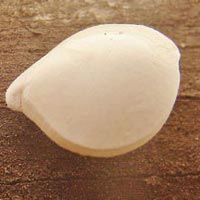 CATFISH PEARL OR OTOLITHS