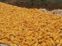 Maize Gluten