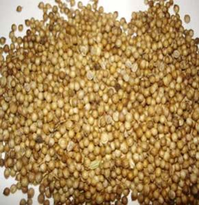 Coriander Seeds