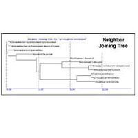 Phylogenetic Analysis Services