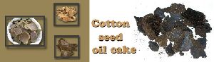 Cotton Seed Oil Cake