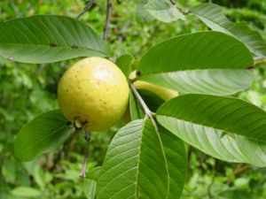 Guava Leaf Extract