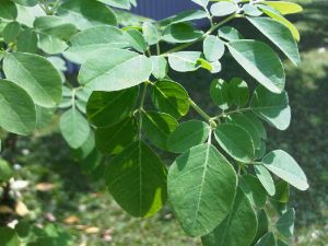 Moringa Oleifera Extract