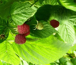 Mulberry Leaf Extract