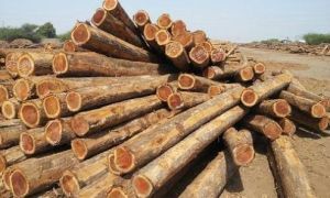 Teak Wood Logs