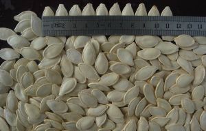 Pumpkin Seed