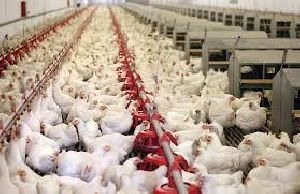 poultry farm services