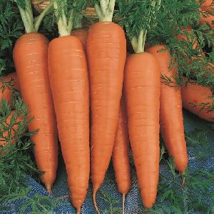 Carrots