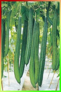 Ridge Gourd