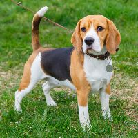 beagle