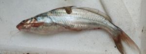 Tangra fish