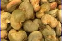 raw cashew nuts shell