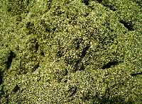 Olivine Sand