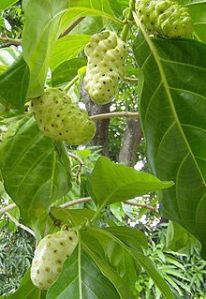 Noni Juice