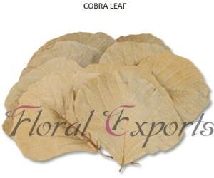 Dried Leaves