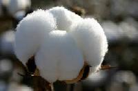 Cottons Textile
