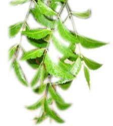 Neem Leaf