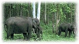 Elephant Safari Tourism