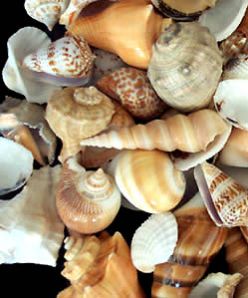 Mix shells