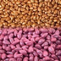 seed coating polymer