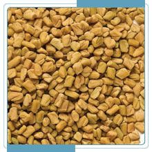 Fenugreek