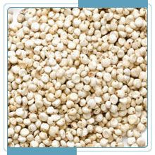 White Sorghum