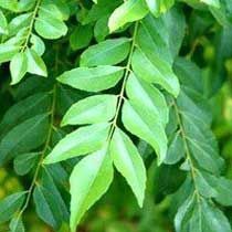 Curry Leaves