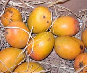 Fresh Mangoes