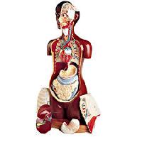 medical anatomy models