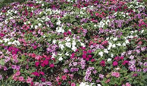 Impatiens Flowers