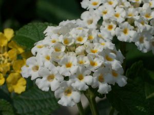 Lantana - White