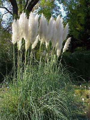 Pampas Grass